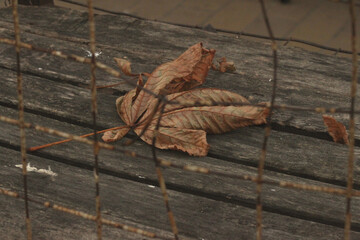 autumn leaves on a trunk