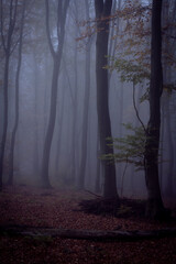 Foggy spooky Forest Dark Landscape in Autumn Colors