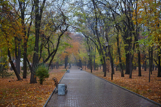 Autumn alley after the rain. City park in autumn.