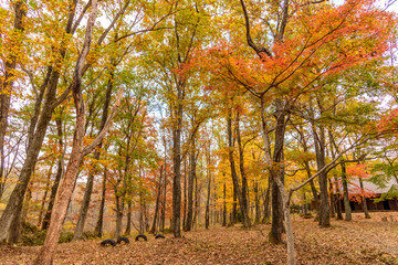 Naklejka premium 秋 泉ヶ岳山麓