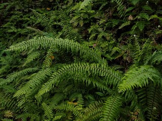 fern leaves in the forest