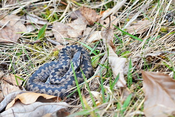 Snake viper basks in the autumn meadow
