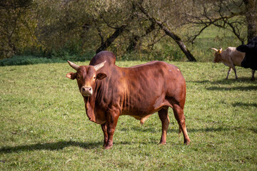 Buckelrind (Zebu)