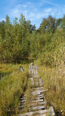 Old wooden hiking trail going across the wetland in a forest. Sunny day in early autumn, Tver region of Russia