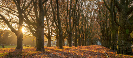 Beautiful avenue of plane trees in an autumn park at sunrise