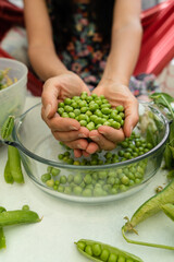 Women's hands holding fresh organic peas after harvesting