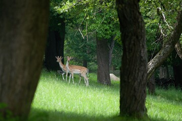 Couple of fallow deer in the forest among the trees
