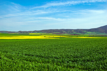 oilseed rape, yellow fields cultivated with this energy plant.