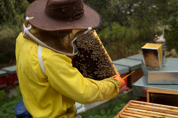 apicultore con arnie e api