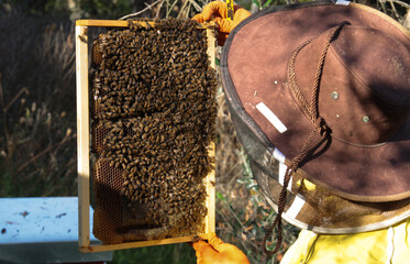 apicultore con arnie e api