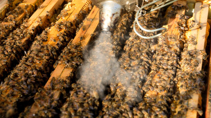 apicultore con arnie e api