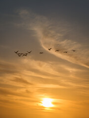 group of birds flying in the sunset