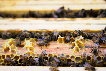 apicultore con arnie e api