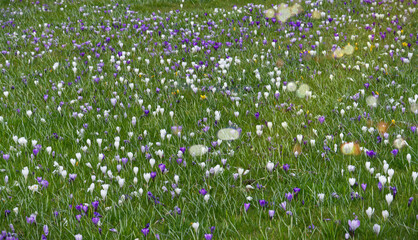 flowers in the grass spring time