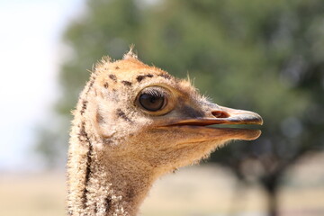 Straussenbaby 2 Monate alt 4727