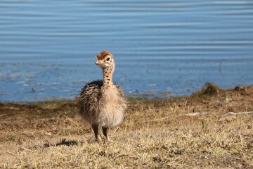 Straußenbaby 1486