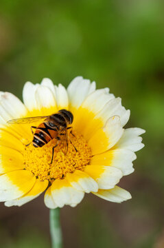 Photo of a golden honeybee on a flower