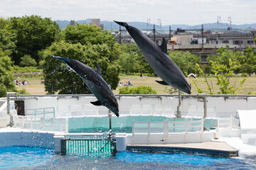 ジャンプする二頭のイルカ © Paylessimages