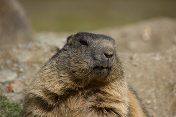 alpine marmot ready to hide in the lair to hibernate