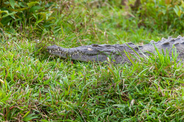 Obraz premium reptile of Costa Rica