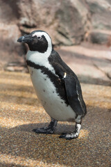 ケープペンギン