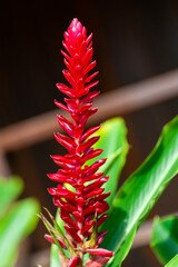 Costa Rica, tropical flower