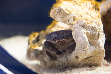 スベスベマンジュウガニ