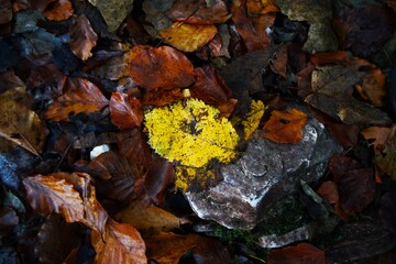 Leaves in the autumn forest. Autumn landscape. Biogradska Gora National Park, Montenegro.