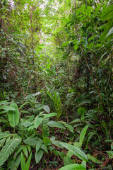 Jungle in National park Tortuego in Costa Rica