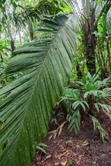 Jungle in National park Tortuego in Costa Rica