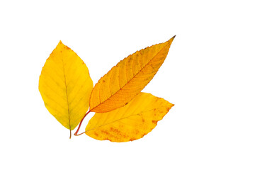 Naklejka na ściany i meble Yellow autumn leaf isolated on the white