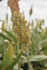 millet, grain, fodder, 