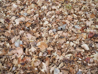 Taken outdoors on a rainy day, this shot looks directly down at fallen autumn leaves.