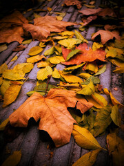 autumn leaves fallen on the ground