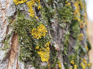 Obraz premium green Moss In Close-up Shot. variable focus