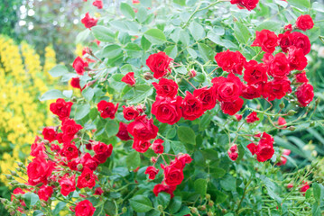 Fototapete bei efototapeten.de bestellen   