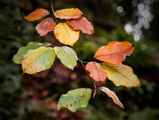 Beach leaves in autumn on an English country manor estate