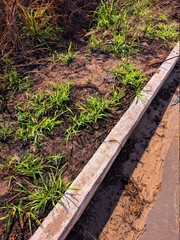 railway in the forest