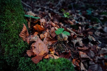 Leaves in the autumn forest. Autumn landscape. Biogradska Gora National Park, Montenegro.