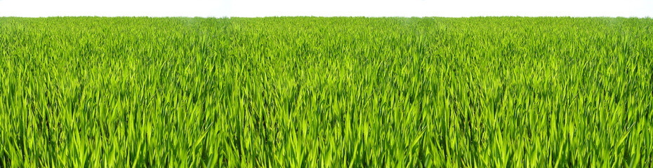 Panoramic photo of green juicy grass close-up. Natural grass background on white background. Natural background of green grass on a Sunny day, fresh juicy photo.