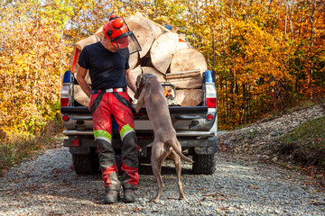 Mann und Weimaraner Jagdhund bei Forstarbeiten im Wald