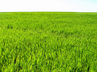 Panoramic photo of green juicy grass close-up. Natural grass background on white background. Natural background of green grass on a Sunny day, fresh juicy photo.