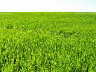 Panoramic photo of green juicy grass close-up. Natural grass background on white background....