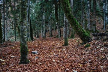 Obraz premium Forest road in the autumn forest. Leaves and trees. Biogradska Gora National Park, Montenegro.