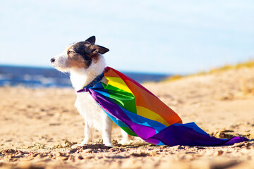 Cute funny dog with colorful rainbow gay lgbt flag. Pride holiday concept. outdoor lifestyle