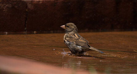 sparrow on the ground