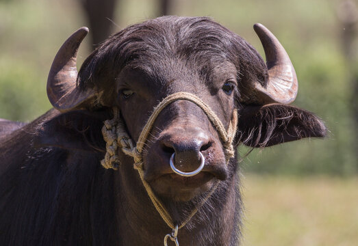 close up of a bubalus bubalus