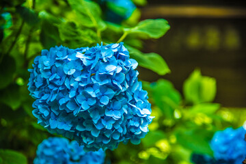 Obraz premium 明月院のアジサイ（ブルー）