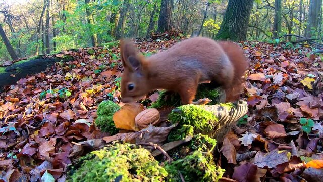Redhead squirrel in the city park in the autumn season