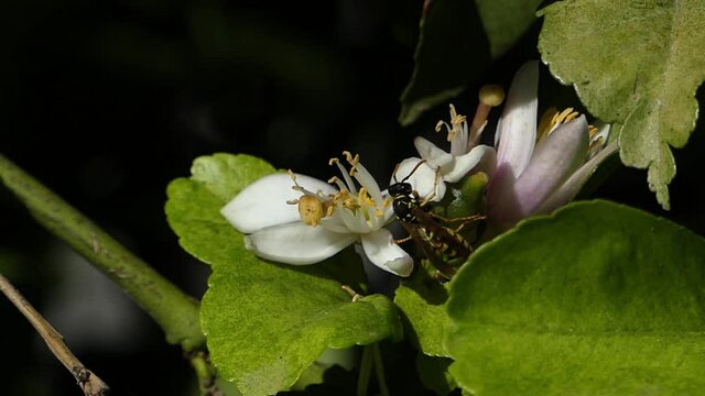 Avispa polinizando una flor de azahar